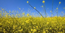 Field of rapeseed flowers